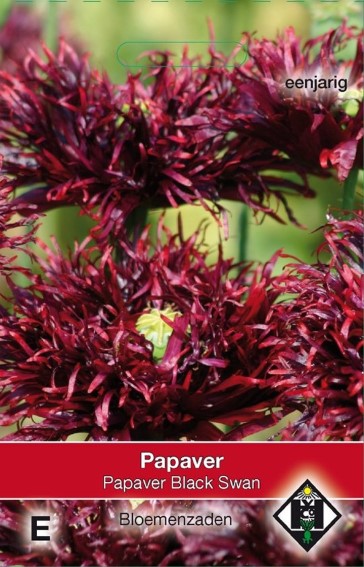 Papaver paeoniflorum Black Swan - 1250 Samen